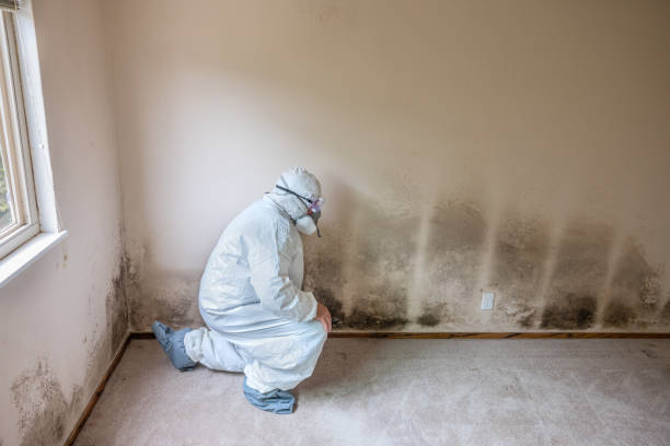 Best Mold Removal Company Near Me  in Pink, OK