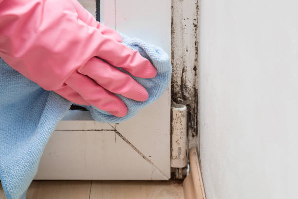 Best Commercial Mold Removal  in Pink, OK