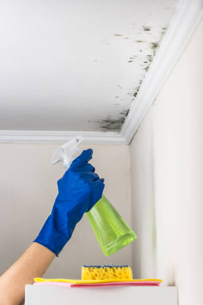 Best Mold Removal Company Near Me  in Pink, OK